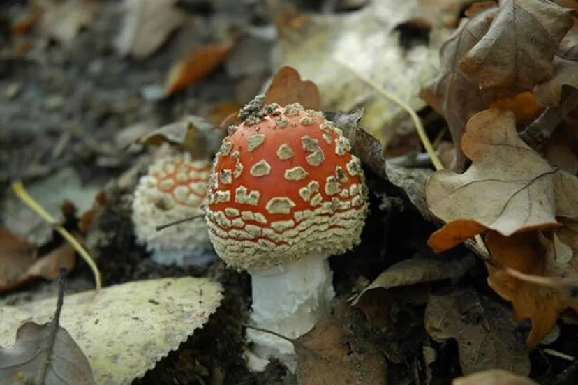 paddenstoelen