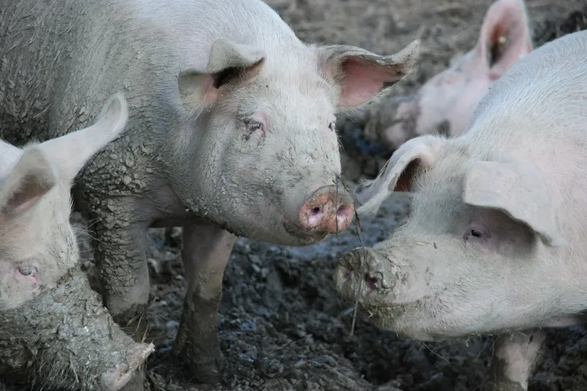 pigs 480250 1920