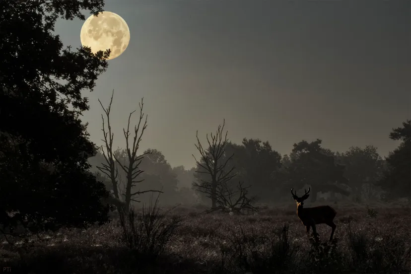 pim timmermans maan heideveld leudal met ree 2