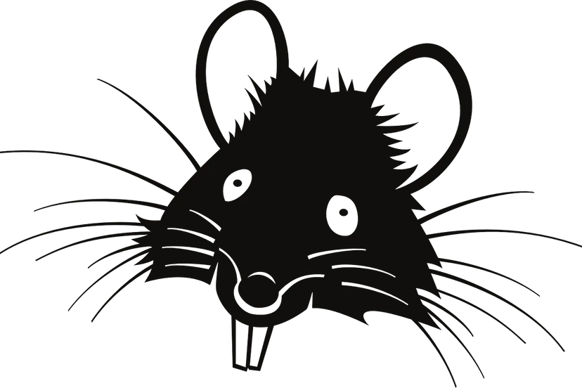rat 310639 1280