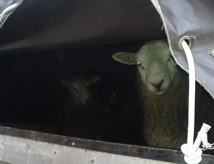 schapen2