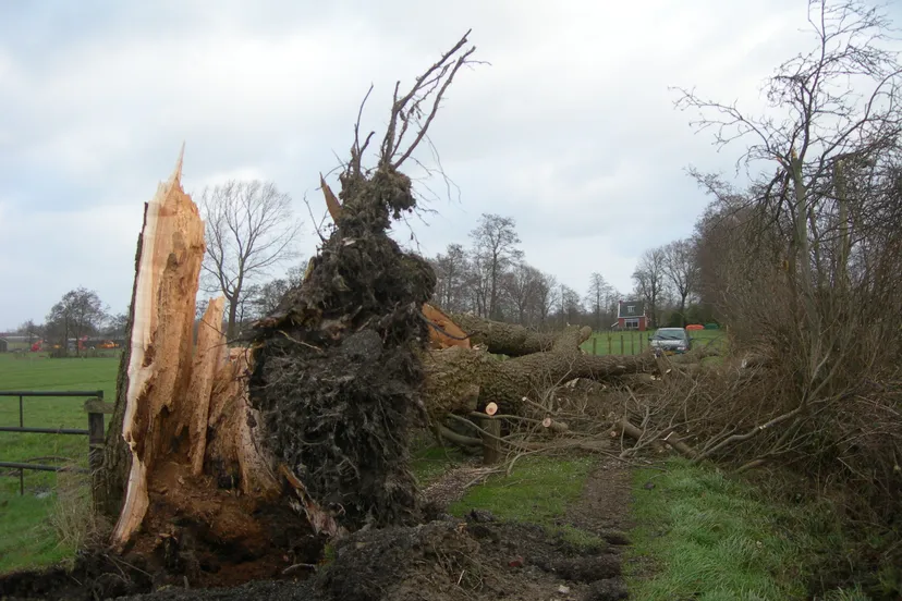 storm boom om aan de speklaan