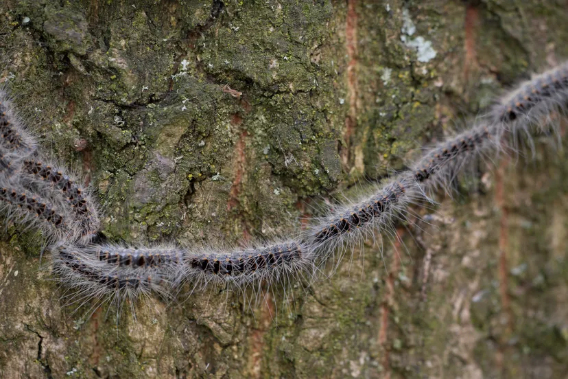 thaumetopoea processionea eikenprocessierups oak processionary 02