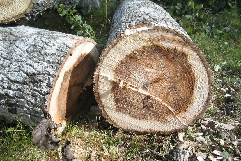 tree 242910 1280