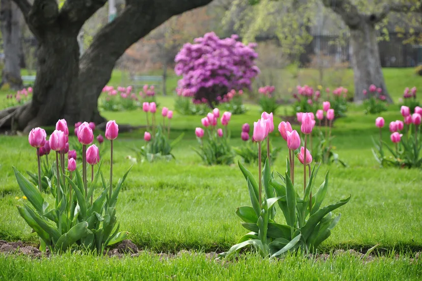 tulips 269630 1920