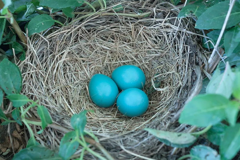 vogelwandeling 3