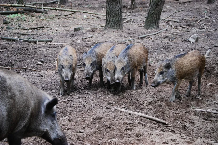 wild boars 1000371 1920