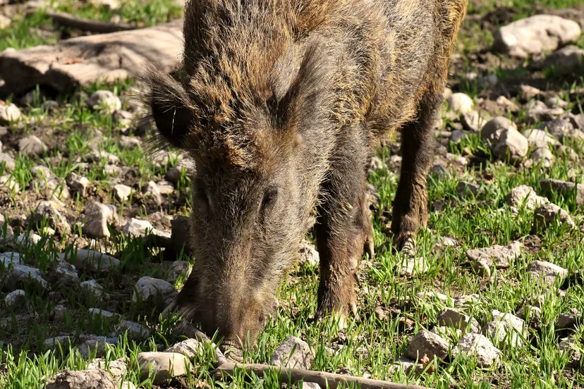 wild boars 3363615 1920