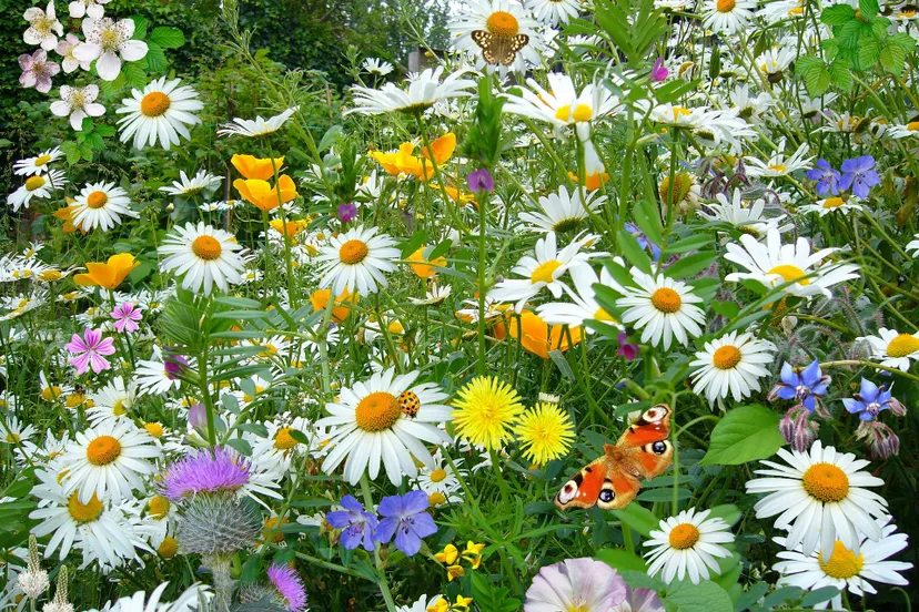 wild flowers 67119 1920