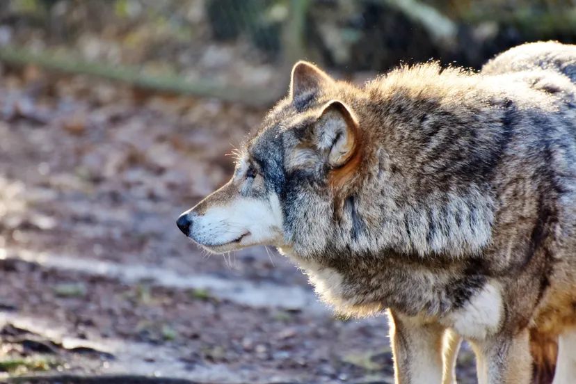 wolf 3216164 1920