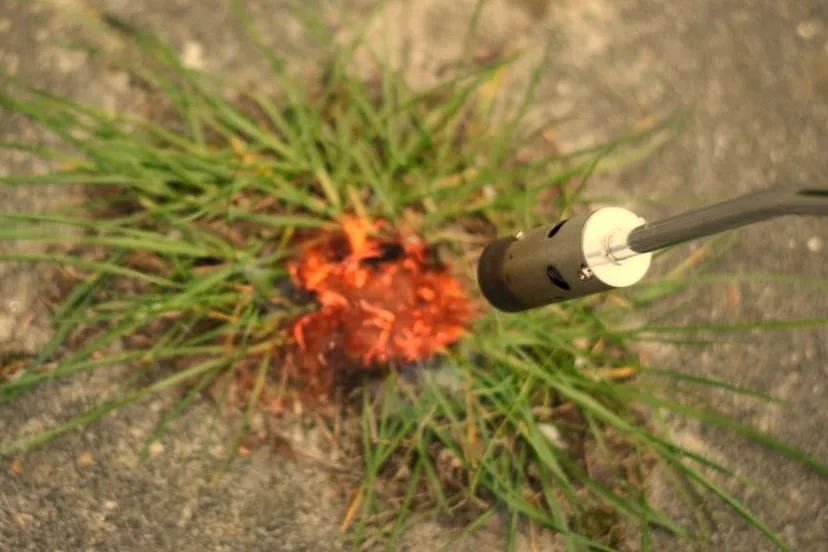 onkruid branden 1440x900