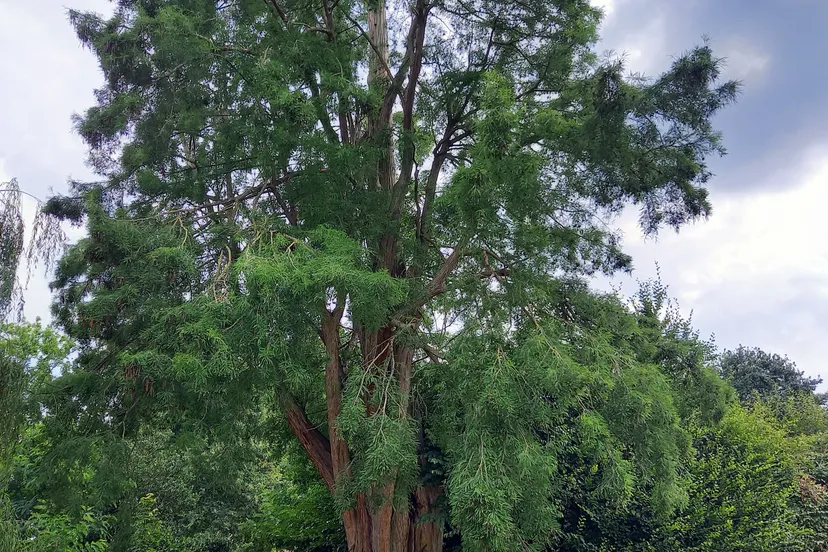 6 haelen kasteelstraat in het park achter het kasteel moerasciprs