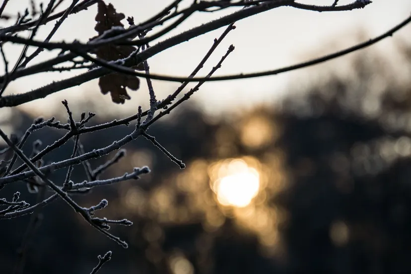 pim timmermans schemerwandeling 12 01 2024