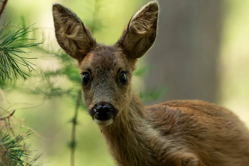 28985 ree at mark van els