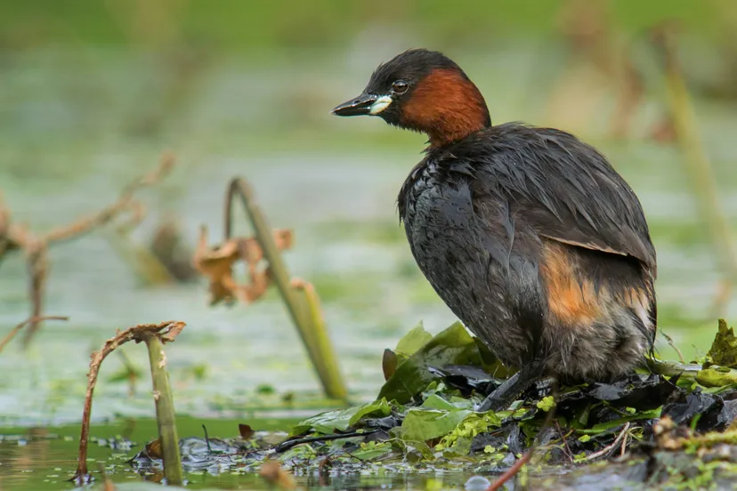 little grebe tachybaptus ruficollis parc de woluwe brussels 14748388013