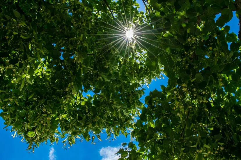 treetop 5424084 1280