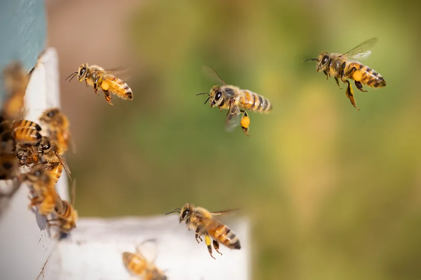 bees-8267791_1280 (1)