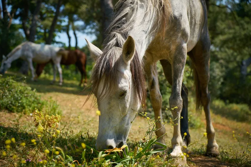close-up-horse-feeding