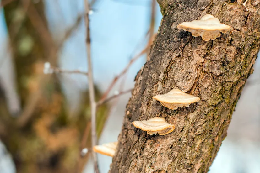 mushrooms-tree-piece-tree-trunk-with-wood-mushrooms-beech-fungus-tree