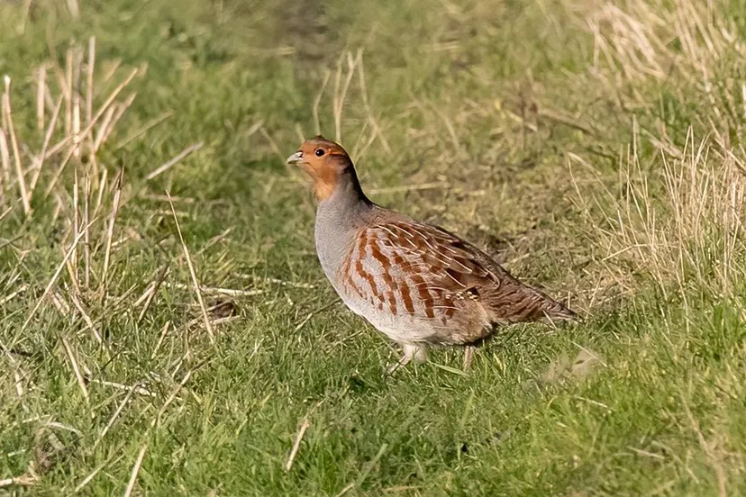 partridge-6986168_1280