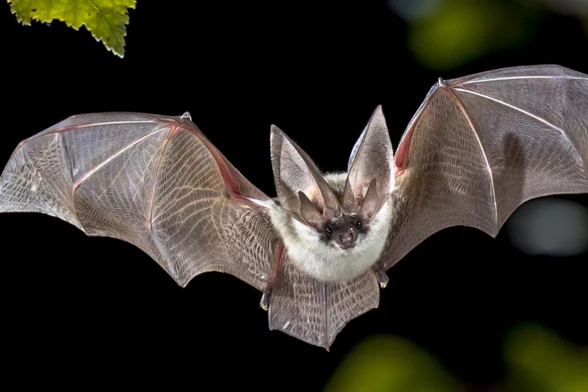 vleermuizen-2