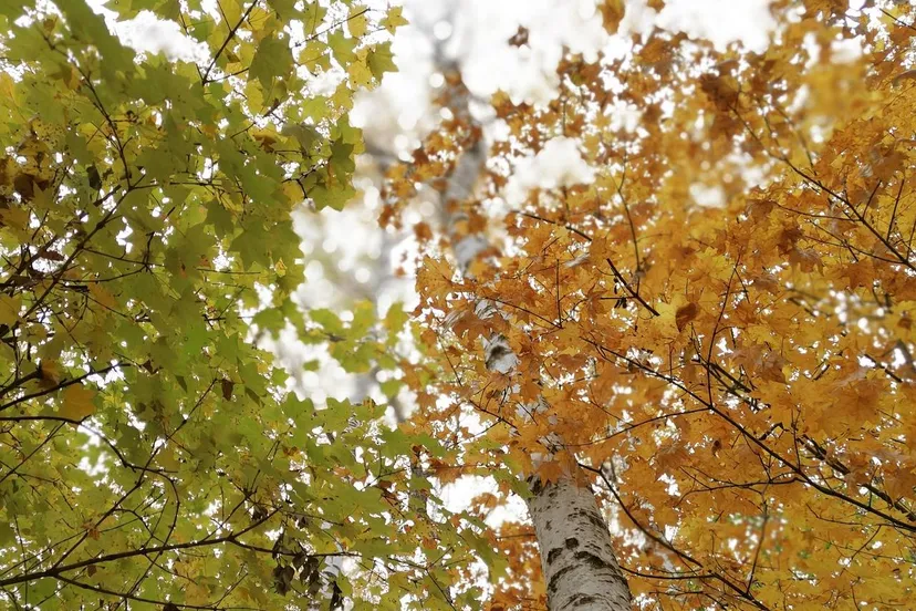 monakeity-red-leaves-2867060_1280