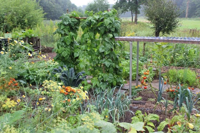 afbeelding VELT plantenmarkt