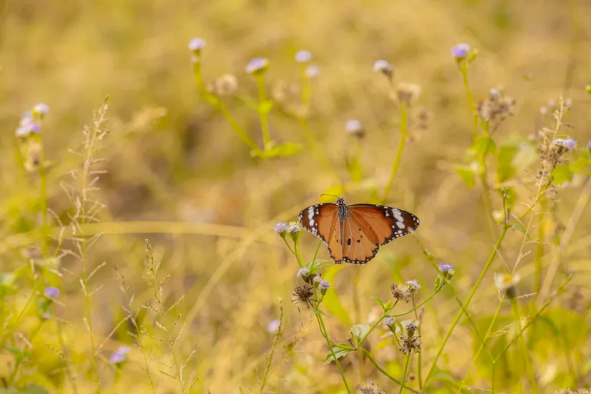 brown-black-butterfly-yellow-flower