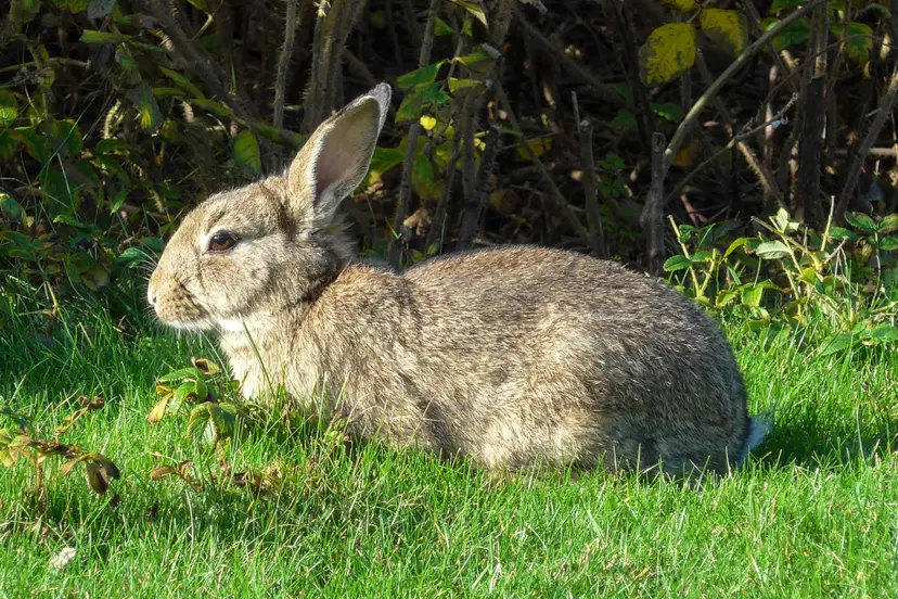 20141101_Wild_konijn_(Oryctolagus_cuniculus)_Strandweg_Nes_Ameland_Fr_NL