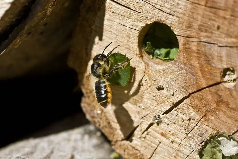BlattschneiderBiene_Megachile_centuncularis
