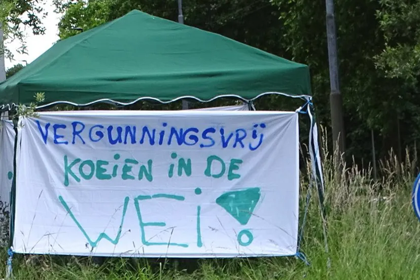 2022 05 30 vergunningsvrij koeien in de wei 0