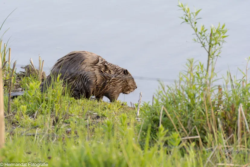bever in de strang tegenover de manege in bemmelklein