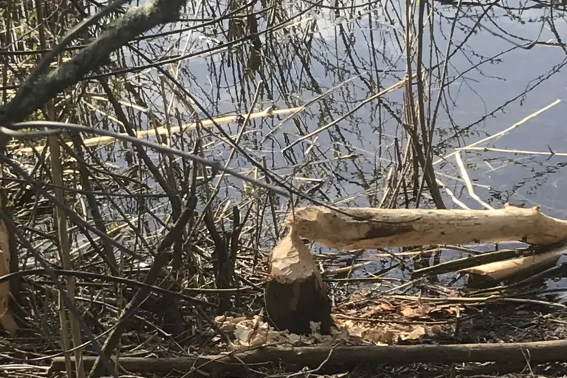 beverslingewaardnatuurlijkimg 6479 scaled 1