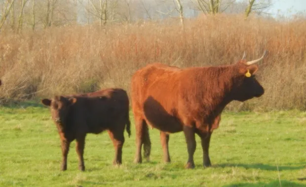 bhmhjl6zwrowfg8pd3smt25qs 2014 01 0914 15 00