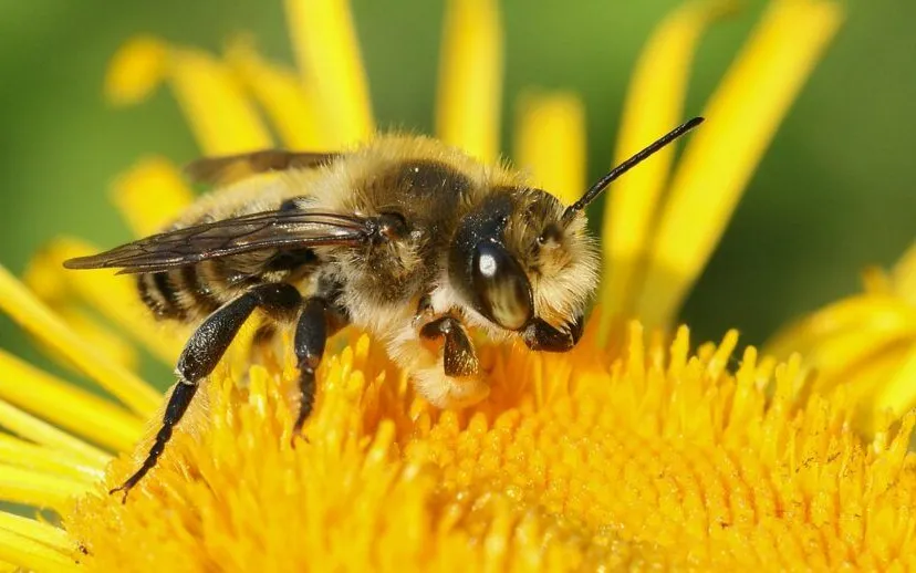 bijenstichting20100625 megachile willughbiella 1 med 915x518 1
