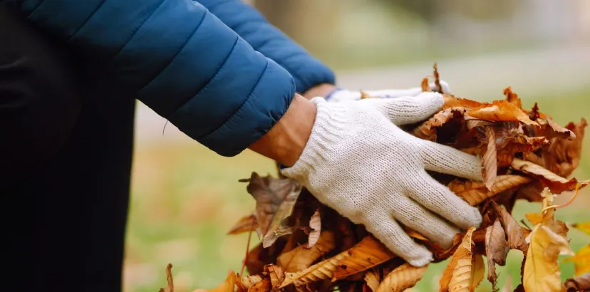 bladkorvengem lingewaardbladeren