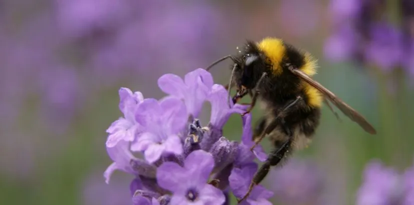 bloemrijklingewaardgemeentelingewaardhommel