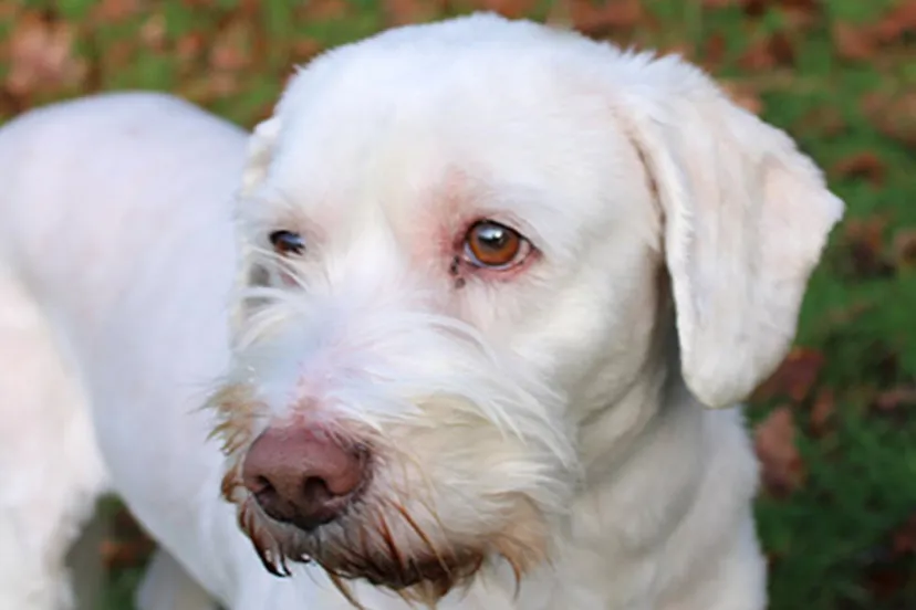 bo dierentehuis arnhem en omstreken