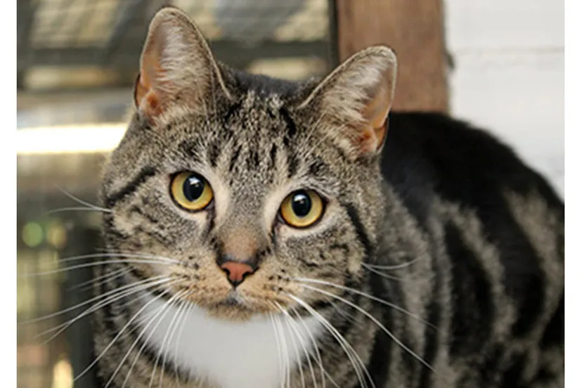 bonnie dierentehuis arnhem en omstreken