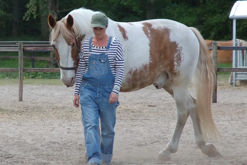 butprlnbmp6wk4dvojhlsyg2m paard maandag