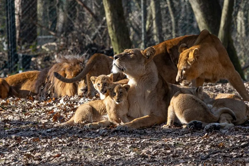 bzleeuwenfamilie 1042021