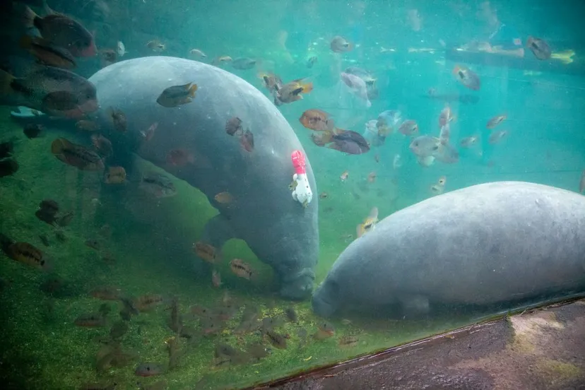 bzzeekoe met camera 3