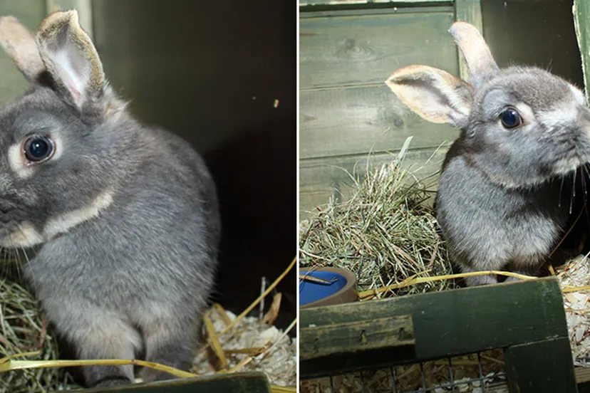 clarabella dierentehuis arnhem en omstreken