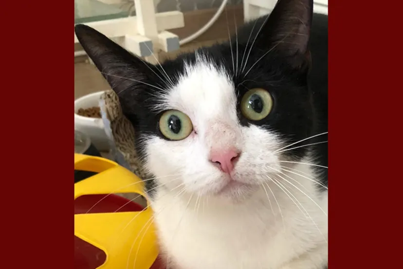 daantje dierentehuis arnhem en omstreken