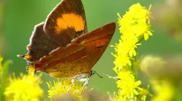 devlinderstichting440e2067 2050 4282 9462 e48fdc770747