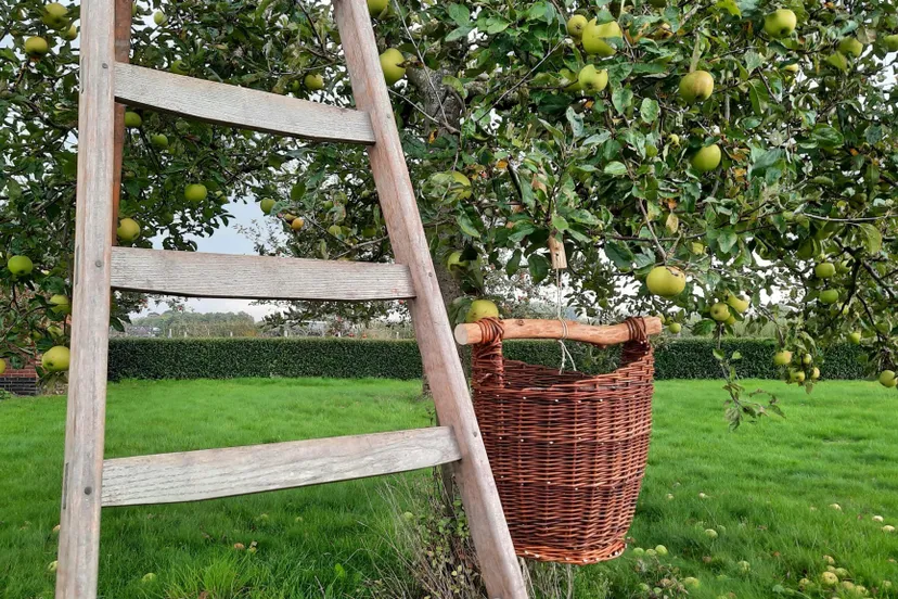 doornenburgwilgenkweken142143 1 2048x1152 1