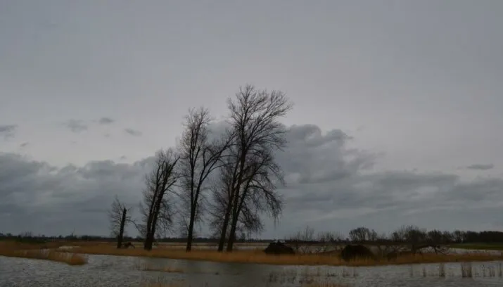 ed van der padt biesbosch 715x408 1