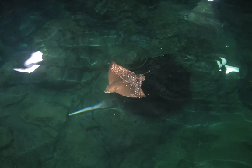 een pasgeboren adelaarsrog in de ocean