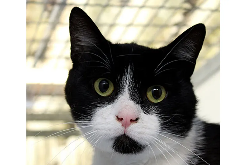 frenkie dierentehuis arnhem en omstreken