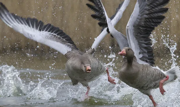 fuhv1y1vogfo6hdksbmh3aolm 1 44